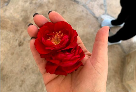 קלריסה טייטל